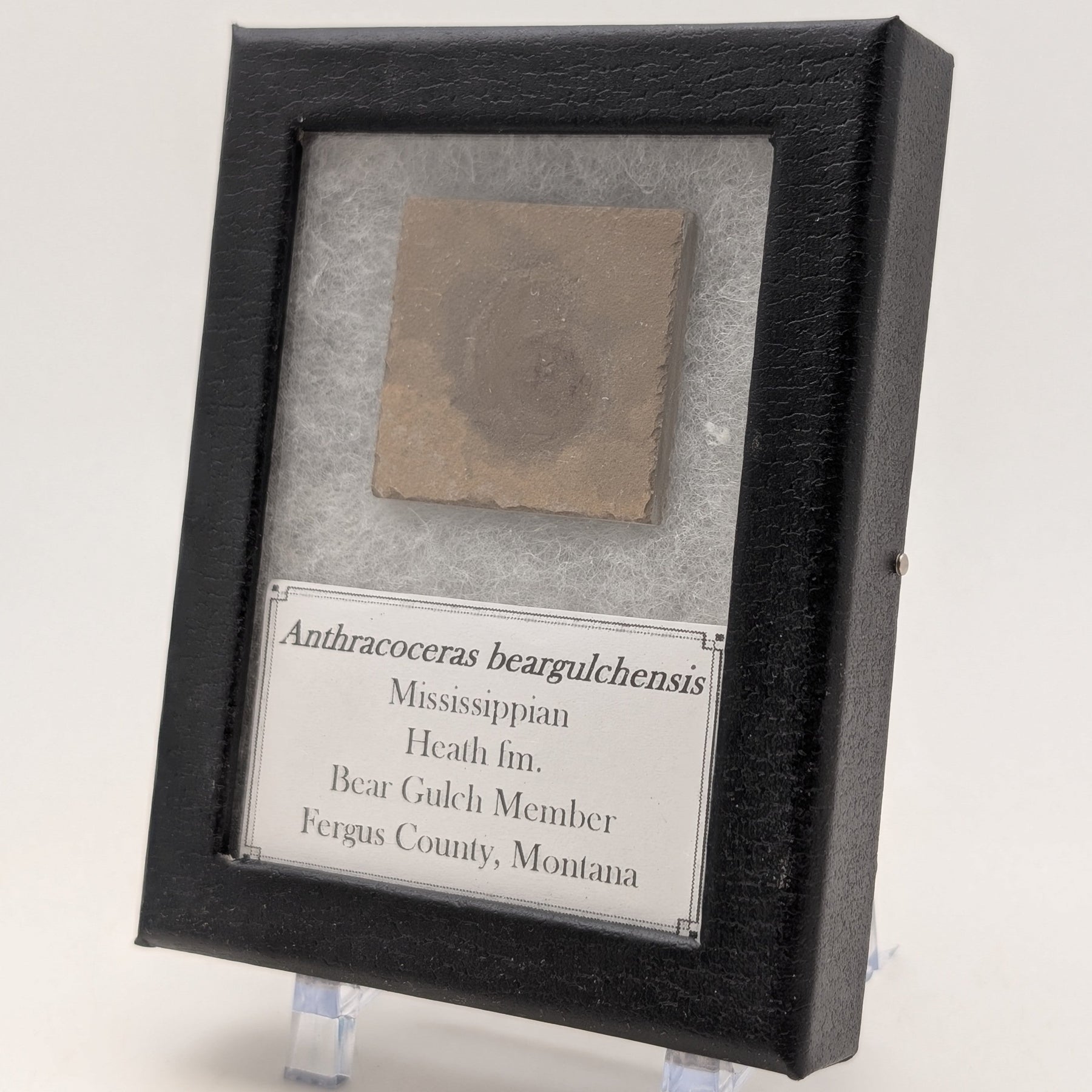 1.25" Mississippian Anthracoceras Fossil – Bear Gulch Member | 330–320 Million Years Old