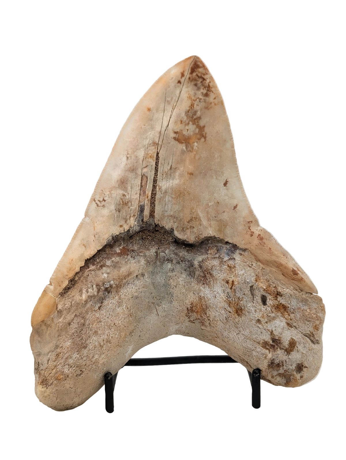 6.10" Authentic Megalodon Tooth – Fossil with Natural Wear & Character