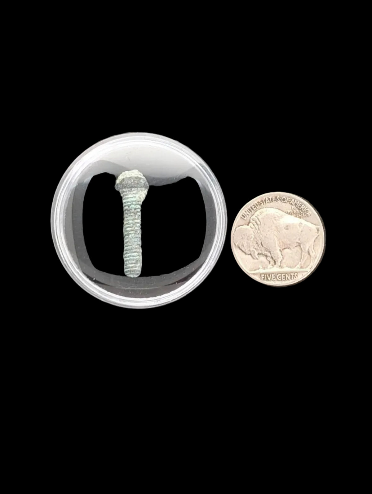 Shipwreck Artifact – Threaded Brass Screw (c. 1840s–1860s)
