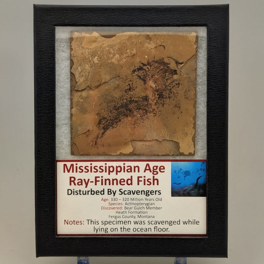 4" Mississippian Age Ray-Finned Fish Fossil Plate – Disturbed by Scavengers | 330–320 Million Years Old