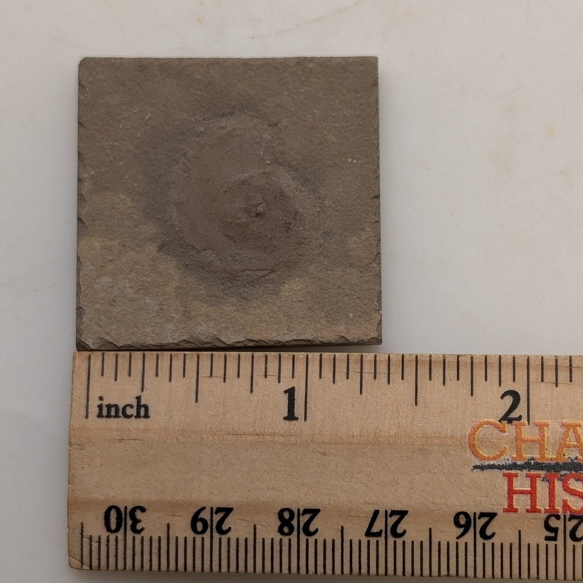 1.25" Mississippian Anthracoceras Fossil – Bear Gulch Member | 330–320 Million Years Old