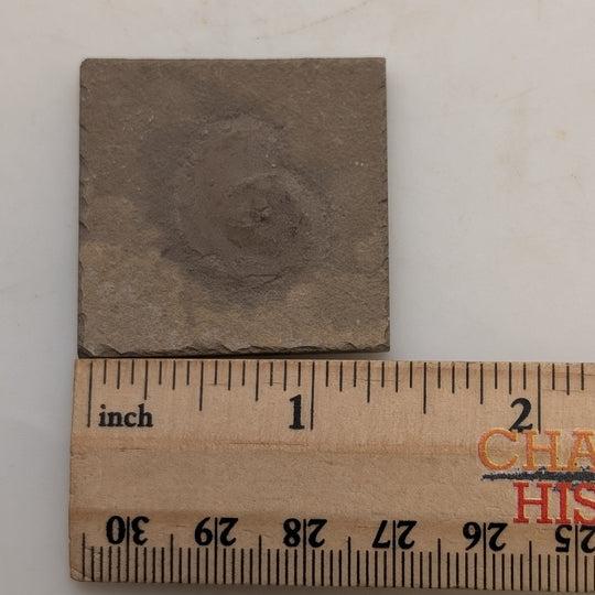 1.25" Mississippian Anthracoceras Fossil – Bear Gulch Member | 330–320 Million Years Old