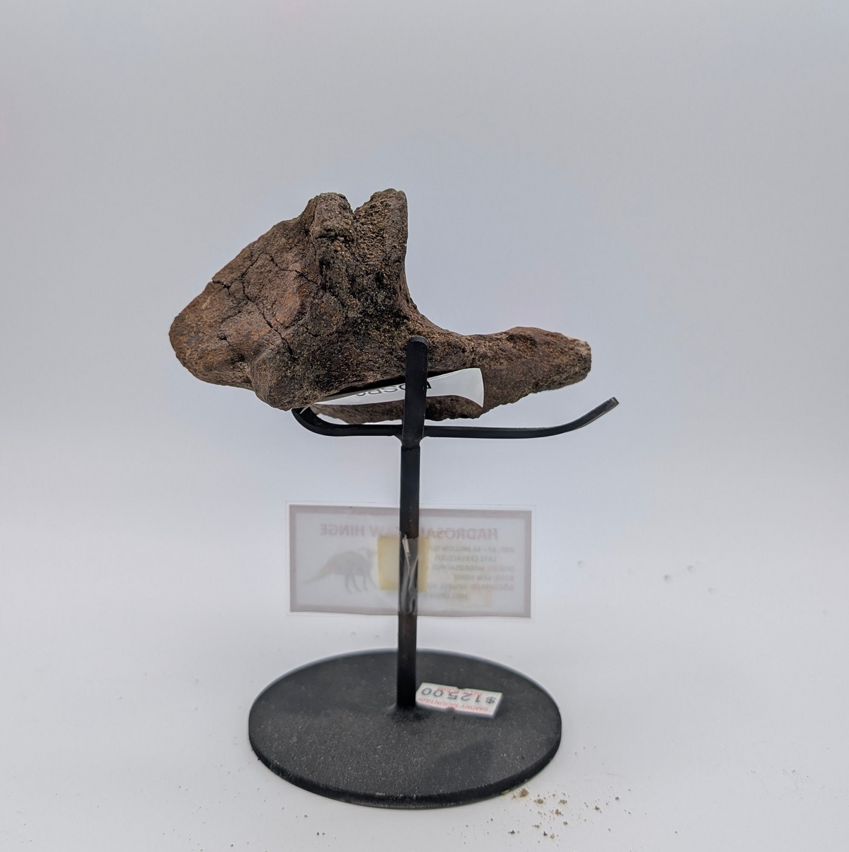 Hadrosaur Jaw Hinge Fossil – Hell Creek Formation, South Dakota