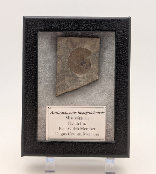 1.75" Mississippian Anthracoceras Fossil – Bear Gulch Formation Display Specimen
