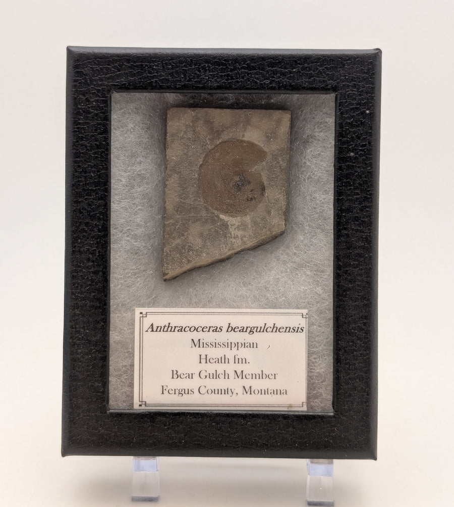 1.75" Mississippian Anthracoceras Fossil – Bear Gulch Formation Display Specimen