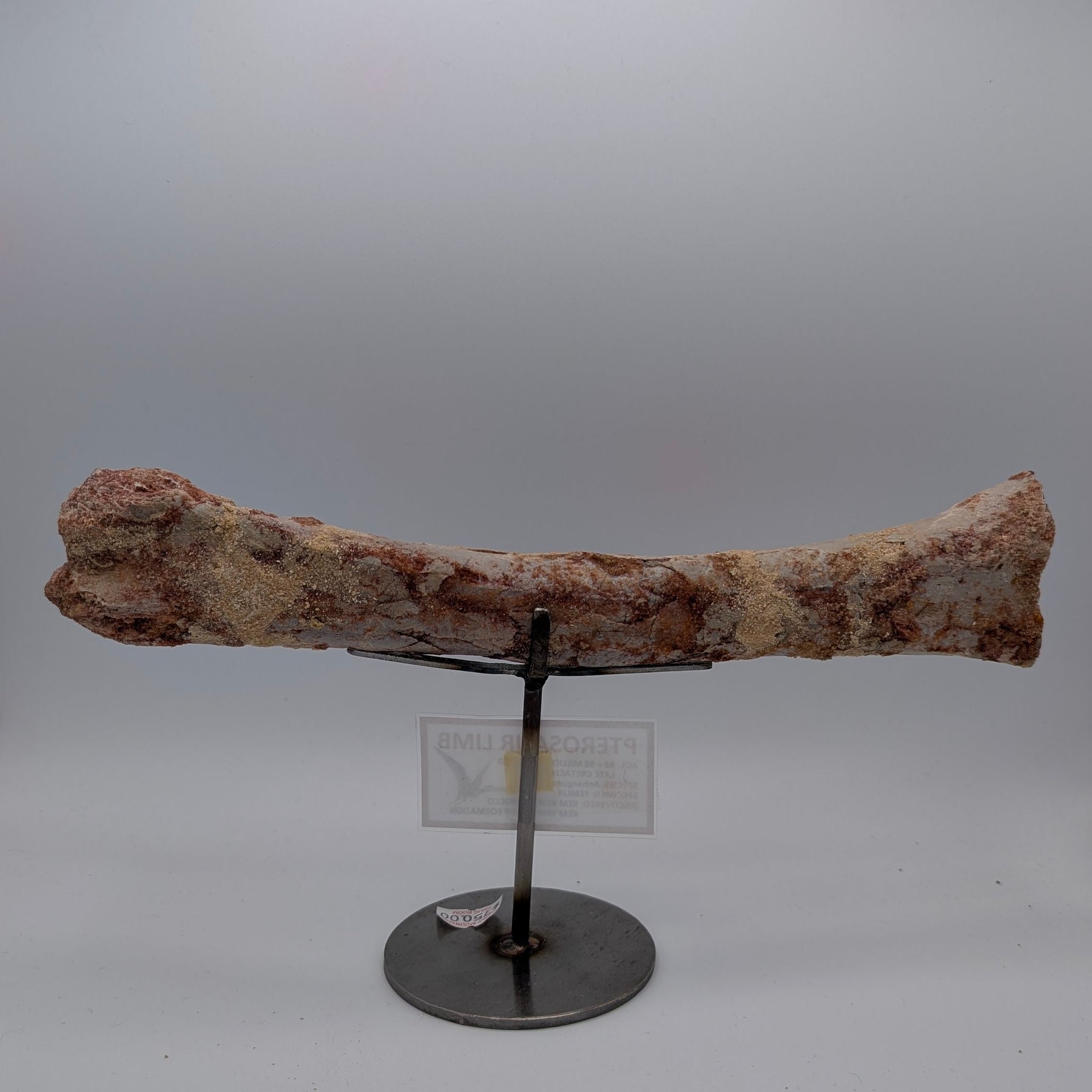 Anhanguera Pterosaur Femur Fossil – Kem Kem Group, Morocco