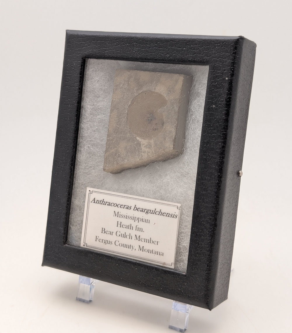 1.75" Mississippian Anthracoceras Fossil – Bear Gulch Formation Display Specimen