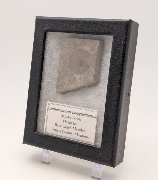 1.75" Mississippian Anthracoceras Fossil – Bear Gulch Formation Display Specimen