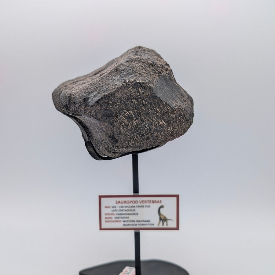Camarasaurus Sauropod Vertebra Fossil – Morrison Formation, Colorado