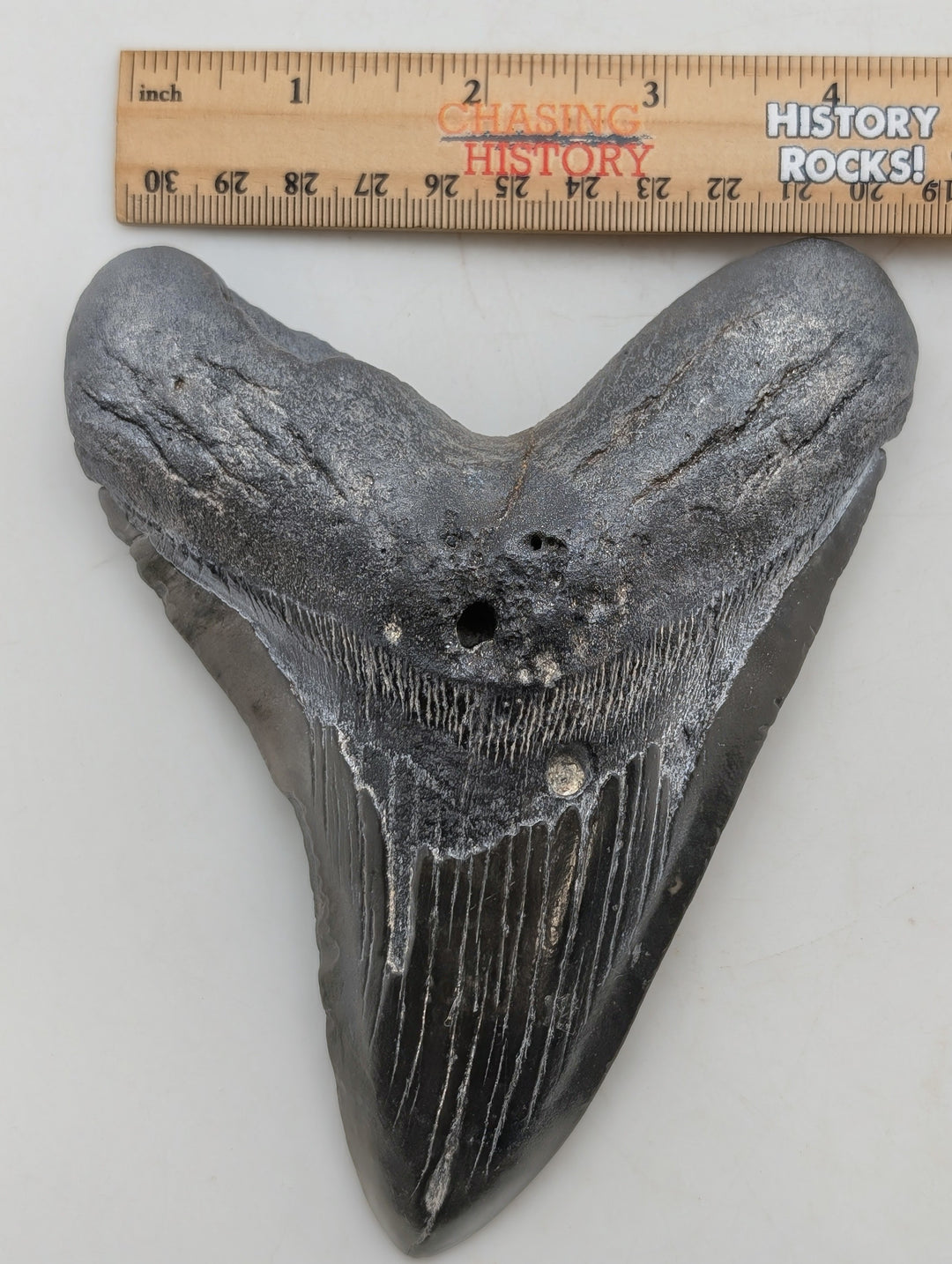 6" Megalodon Tooth Fossil – Well-Preserved Collector Specimen