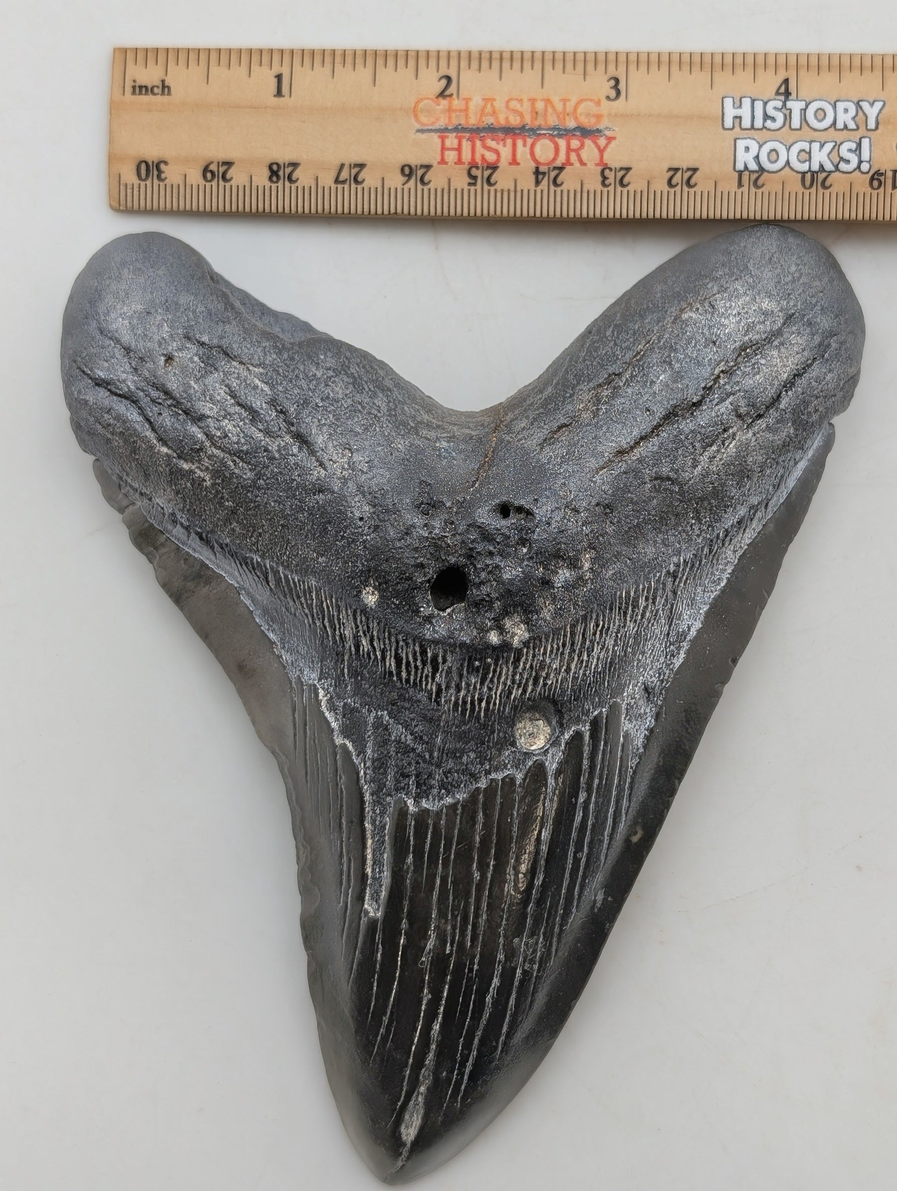 6" Megalodon Tooth Fossil – Well-Preserved Collector Specimen