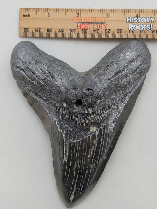6" Megalodon Tooth Fossil – Well-Preserved Collector Specimen