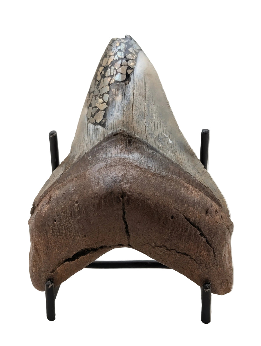 4.5" Megalodon Tooth with Pyrite Inlay – Unique Display Specimen