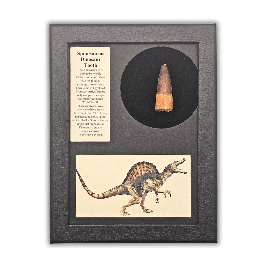 Spinosaurus Tooth Display